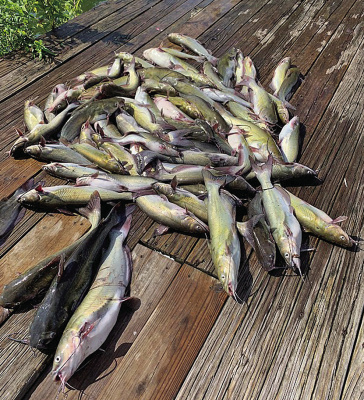 Luke has been taking a cue from the fish and animals and venturing forth early and late. It’s hot but there’s still plenty to do during the summer doldrums. Here are some tasty channel catfish Luke and his friends caught during the cooler hours just after sunup. Photo by Luke Clayton