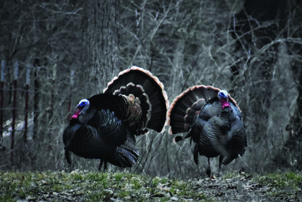 It’s almost time to go after that big mature spring gobbler, but do you know how to prepare the drumsticks? Luke shares his cooking method and more in this week’s column. Photo by Luke Clayton