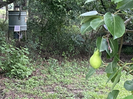 Luke placed a corn feeder adjacent his heavily loaded pear tree in hopes of giving the wild hogs invading his place something other than his delicious pears to eat. Photo by Luke Clayton