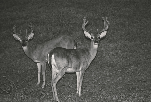 Whitetail bucks are still in their bachelor groups, but antlers are beginning to shed their ‘velvet’ and soon these bucks that spent the summer months as buddies will become rivals when the rut (breeding season) gets underway. Photo courtesy Larry Weishuhn