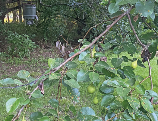 Thanks to a heavy pear crop and squirrels that keep them on the ground, Luke has fresh wild pork every night in his front yard. He’s making plans for pulled pork barbecue and chicken friend pork schnitzel. Photo by Jeff Rice