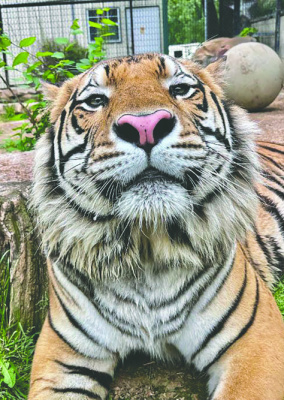 A second chance begins at PrideRock Wildlife