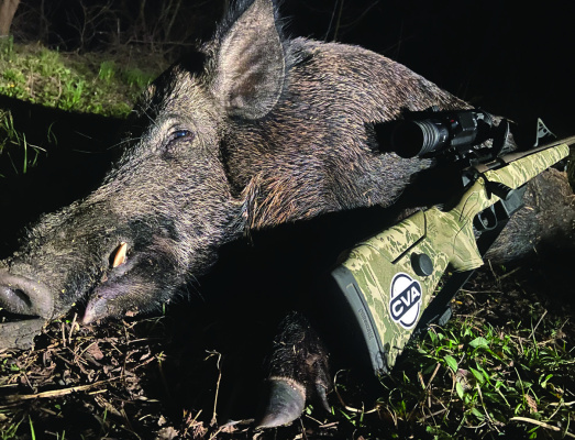 Luke shot the biggest wild boar he has taken in years and transforming this one into tender BBQ challenged his culinary skills, but the report is the meat made some of the best pulled pork Luke has ever prepared and, he’s made a lot of BBQ in his time. Photo by Luke Clayton