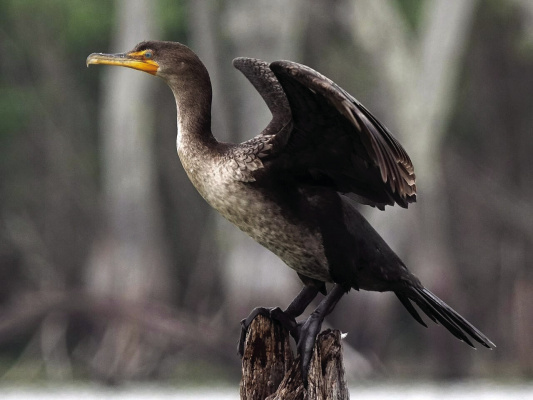 Cormorants are here for the winter