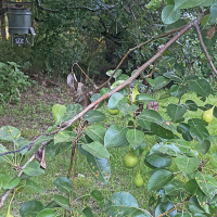 Thanks to a heavy pear crop and squirrels that keep them on the ground, Luke has fresh wild pork every night in his front yard. He’s making plans for pulled pork barbecue and chicken friend pork schnitzel. Photo by Jeff Rice