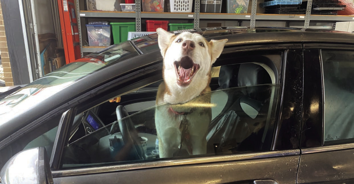 Over 100 pets receive free vaccinations